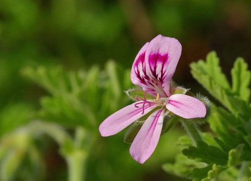 Géranium rosat , acné, rosacée, impétigo, rides, eczéma, brûlures,plaies avec saignement, mycoses cutanées, gynécologiques et infections vaginales, hémorroïdes, couperose, phlébite, rhumatismes, arthrites, tendinites, piqûres de moustiques