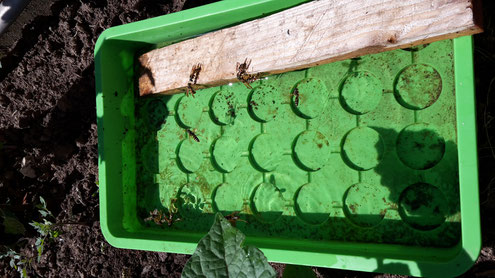 Aussaatschale mit Holz und vielen Wespen (Foto D. Mohr)