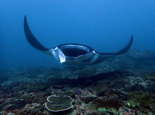 Manta raya con la boca y las branquias abiertas en la estación de limpieza Manta Point en Nusa Penida Bali