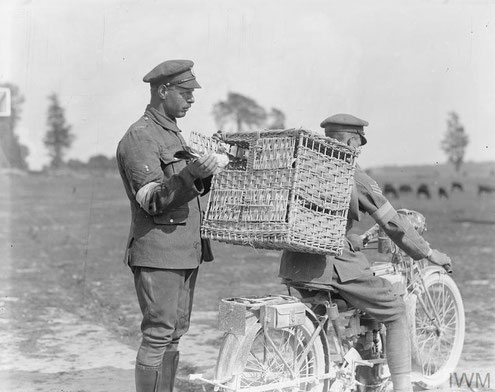 Brieftaubentransport per Motorrad in die vorderen Frontlinien des britischen Militärs 1. Weltkrieg