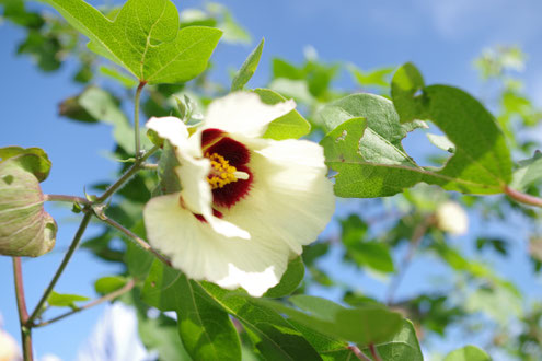 生育と摘芯 和綿の木は、育つにつれて高さが小さめのものから大きめのものまで様々に伸びるので、形を整えるために摘芯を行います。 花は初夏から夏にかけて咲き、白や黄色の美しい花が楽しめます。開花後、花が落ちると実が形成されます。 収穫の時期 実は秋になると弾け、中からふわふわの綿が現れます。この時期が収穫のタイミングです。
