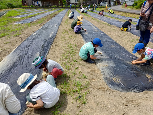  和綿の栽培と育て方 種まきの時期と条件 和綿の種まきは、気温が安定し始める5月頃が適しています。発芽には温暖な気候が必要で、日当たりが良く、水はけの良い畑やプランターが適しています。プランターで育てる場合、深さ20cm以上のものを選びましょう。  種まきと発芽 種まきの準備：  和綿の種は、周囲に残っている綿毛を取り除いてから使います。 種を一晩水につけると、発芽率が上がります。 種まきの手順：  畑やプランターの土をよく耕し、肥料を混ぜ込みます。 3cmほどの深さに種を蒔き、軽く土をかぶせます。 発芽