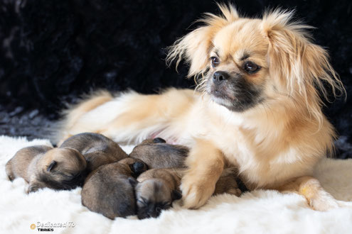 Tibetaanse Spaniel Tibetan Spaniel Tibetansk Spaniel puppies