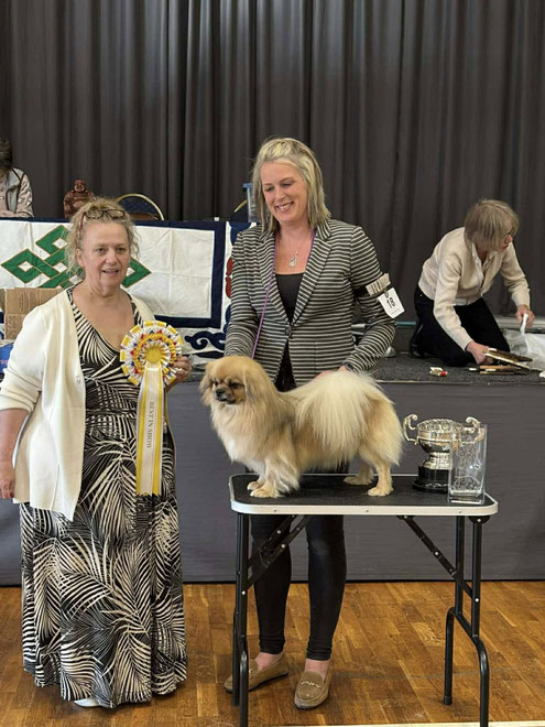 Tibetaanse Spaniel Tibetan Spaniel Tibetansk Spaniel