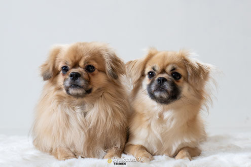 Tibetaanse Spaniel, Tibbies, Tibetan Spaniel, Puppy
