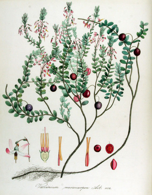 Kosmetik Pflege Schutz Schachner Linz Naturkosmetik Österreich Kosmetikstudio Kosmetikerin Kurcreme Winter Saison Wirkstoff
