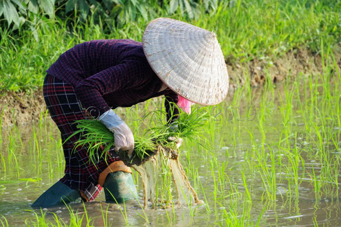 Portrait d'une femme qui travaille dans une rizière dans le nord du Vietnam