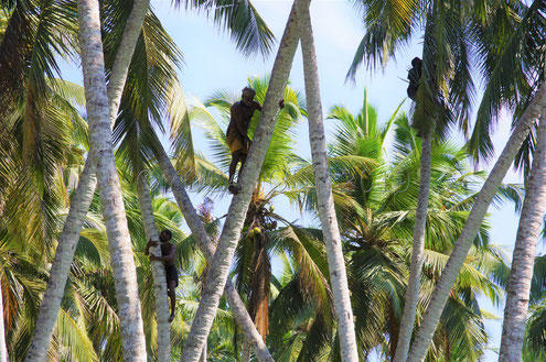 Trois hommes dans les cocotiers en train de cueillir des noix de coco en Inde du sud