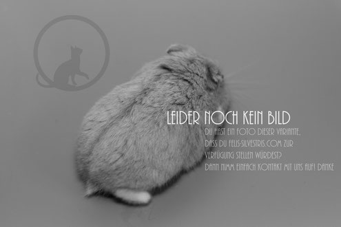 Leider noch kein Bild