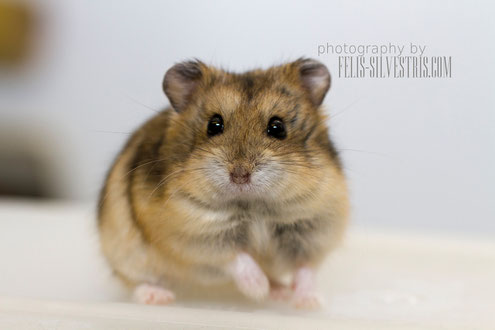 Agouti