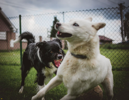 Schäferhund und Border Collie im Konflikt