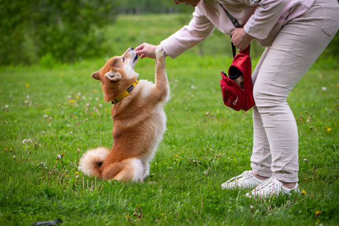 Ein Hund macht Männchen und bekommt eine Belohnung