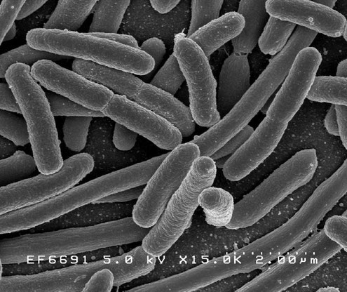 Escherichia coli l'une des espèces bactériennes sous-dominantes du microbiote intestinal - Crédits Creative Commons