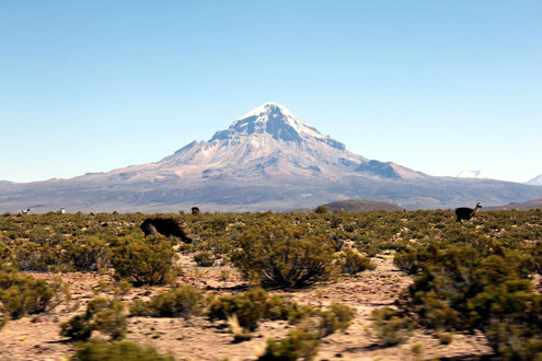 Besuch des Sajama Nationalparks mit BOLIVIENline