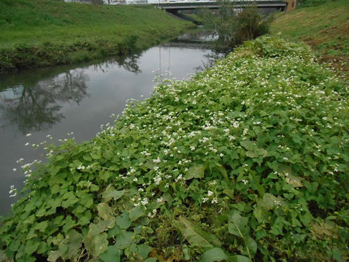 １０月　大堀川