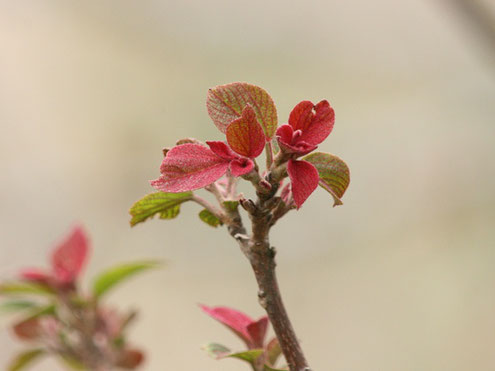 ４月　手賀沼