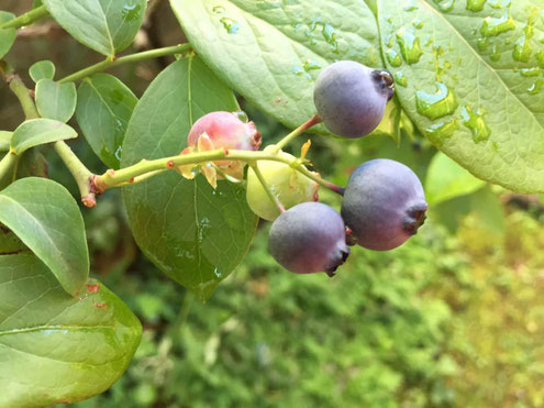 雨あがり、ブルーベリー