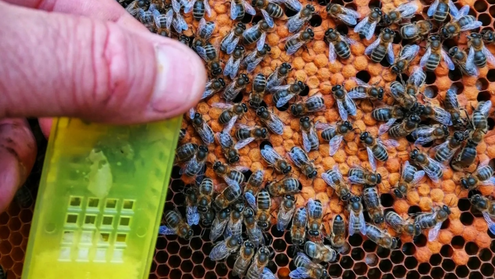 Cadre operculé de couvain. Abeilles noire s'en occupant. Présentation à main nue d'une cage à reine d'introduction jaune.