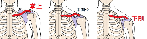 肩の骨はどのように動くか その１ 上肢帯 寺田接骨院