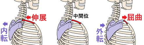 肩の骨はどのように動くか その１ 上肢帯 寺田接骨院