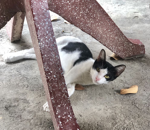 猫たちも日陰でお昼寝