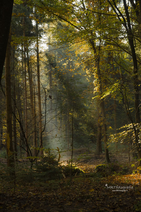 Zonneharpen in het bos Den Treek, Leusden