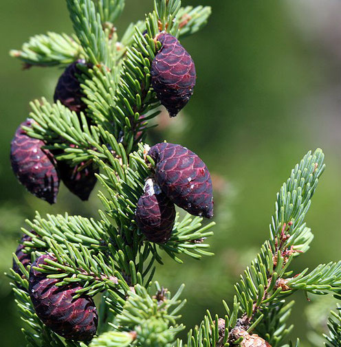 Black spruce picture from Wikipedia