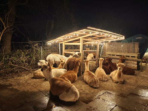 Futterkrippe beleuchtet- Weihnachten-Seelenheil-Alpakas, Alpaka