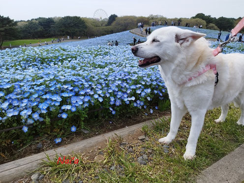 岩手スピリチュアル,花巻スピリチュアル,岩手犬連れ,盛岡犬連れ,盛岡駅整体,盛岡駅スピリチュアル