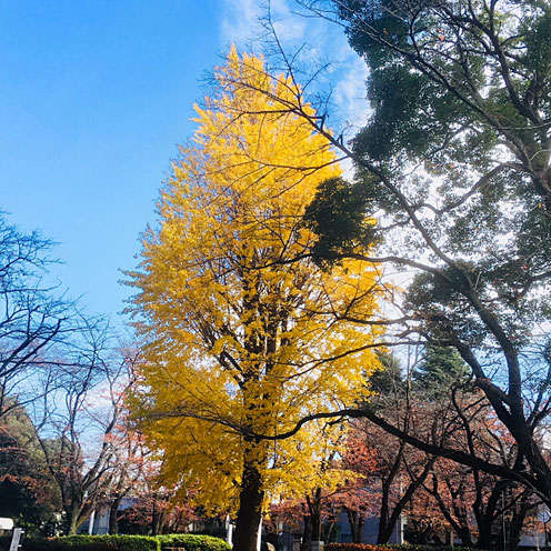 埼玉にある浦和南カウンセリングオフィス近隣の公園の写真