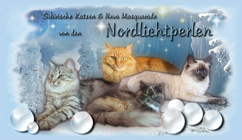 Cattery von den Nordlichtperlen