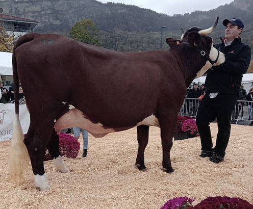 REGLISSE (Hacajou x Jacko) Gaec les Osimes (La Chapelle d'Abondance)