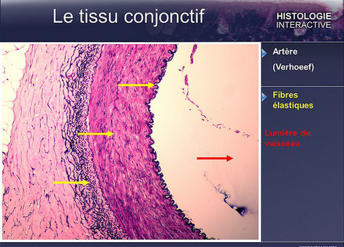 Article : Le Tissu conjonctif, notre substance fondamentale