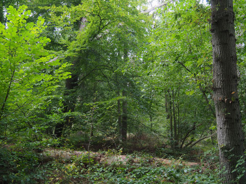 Impression aus dem Bartelsholz, Buchen, Eichen, Birken, Ebereschen, hohe Kiefern und  Fichten prägen das strukturreiche Bartelsholz