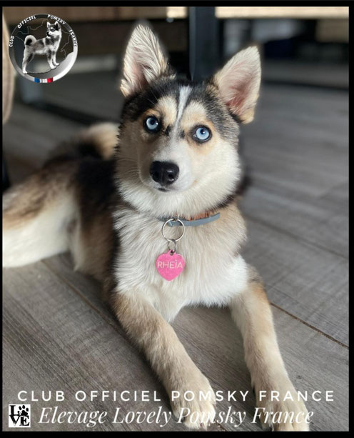 Rhéia, femelle Pomsky F2 de 5 an 1/2, née chez nous, elle fait 7,5 kgs pour 35cm.