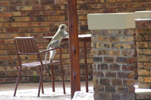 diebischer Affe im Kruger Nationalpark