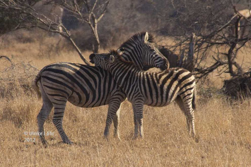 Zebras