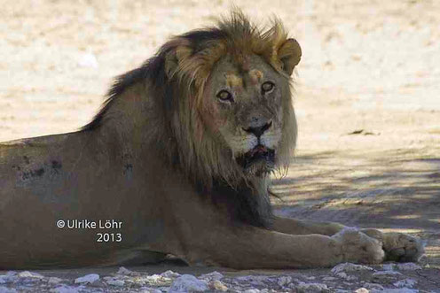 Löwe im Kgalagadi Transfrontier Park