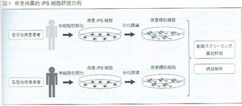 疾患特異的iPS細胞研究の例