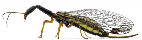  Insekt des Jahres 2022:     Schwarzhalsige Kamelhalsfliege     Venustoraphidia nigricollis