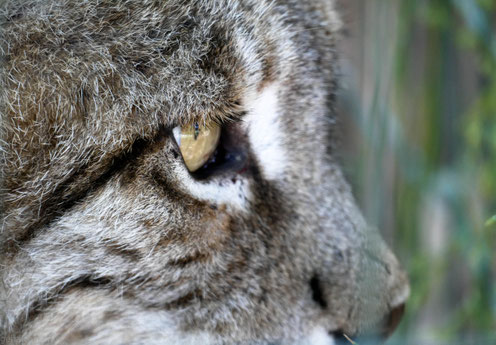 Auge in Auge mit dem Luchs