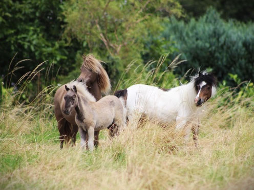 Ginger, Skip & Lady - 2024