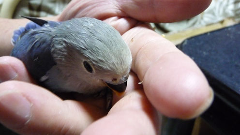 手乗りバイオレットカラーコザクラインコのヒナが仲間入りしました