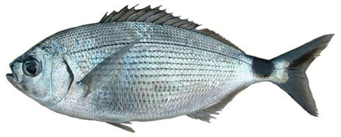 PESCI DEL MEDITERRANEO - PESCHERIA ARBULLA