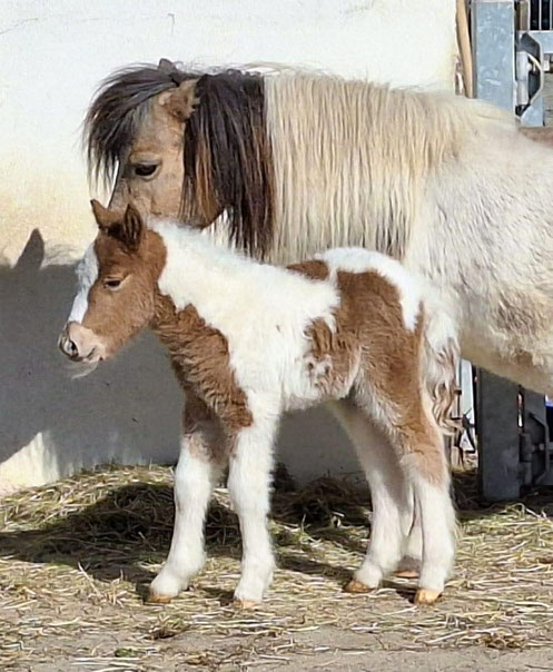 Chesmo von den Mühlenstücken