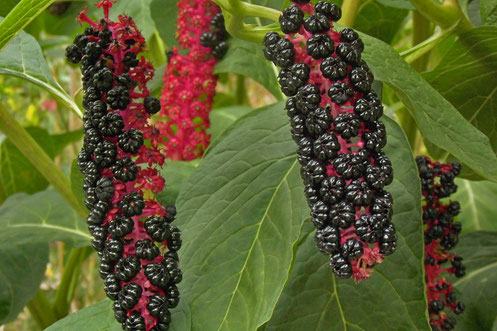 Phytolacca - Kermesbeere