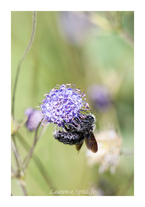 MG4999 • Abeille charpentière