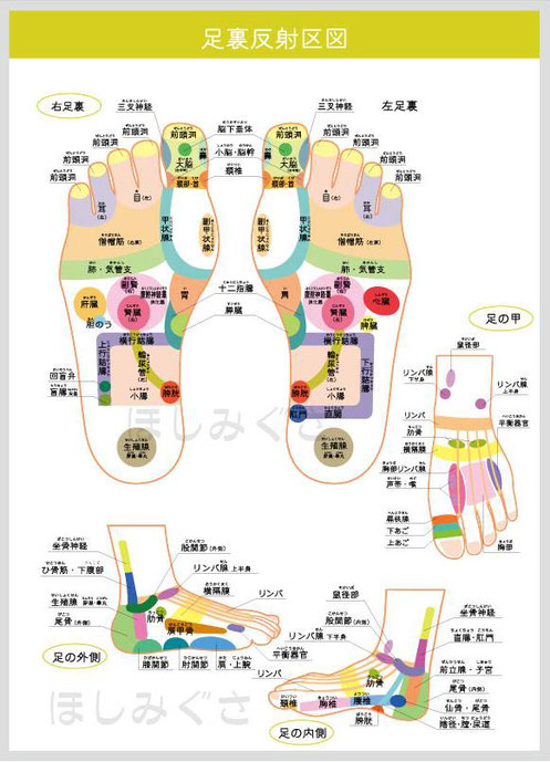 足つぼ反射区説明図／金沢市足つぼほしみぐさ専用説明図