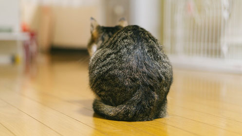 猫が背中を丸めている
