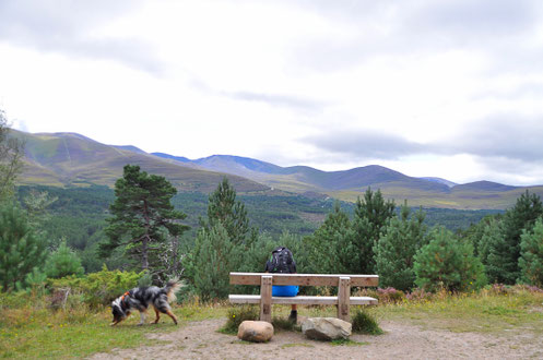 road trip ecosse, roadtrip scotland, highlands, chien, vacances, voyager avec son chien, randonnée, hiking dog